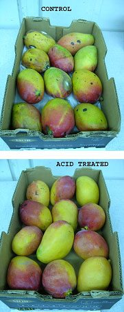 Mangoes